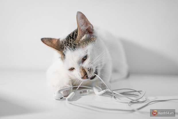 Bị boss m&egrave;o cắn đứt v&agrave;i lần mới thấy, h&oacute;a ra Tim Cook v&agrave; Apple đ&atilde; đ&uacute;ng khi đẩy mạnh xu hướng tai nghe kh&ocirc;ng d&acirc;y! - Ảnh 2.