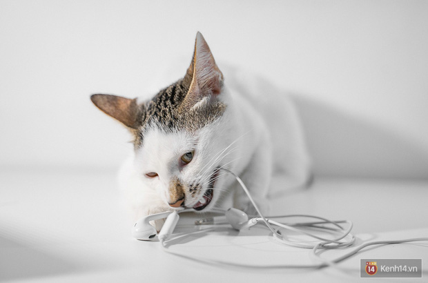 Bị boss m&egrave;o cắn đứt v&agrave;i lần mới thấy, h&oacute;a ra Tim Cook v&agrave; Apple đ&atilde; đ&uacute;ng khi đẩy mạnh xu hướng tai nghe kh&ocirc;ng d&acirc;y! - Ảnh 3.