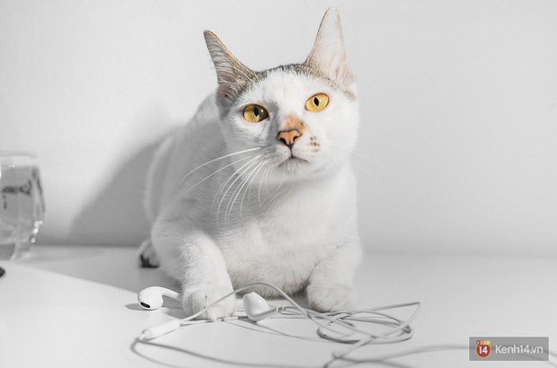 Bị boss m&egrave;o cắn đứt v&agrave;i lần mới thấy, h&oacute;a ra Tim Cook v&agrave; Apple đ&atilde; đ&uacute;ng khi đẩy mạnh xu hướng tai nghe kh&ocirc;ng d&acirc;y! - Ảnh 7.