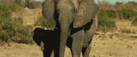 Vì sự ảnh hưởng của con người, một số động vật thậm chí đã bắt đầu đảo ngược quá trình tiến hóa - Ảnh 10. Vì sự ảnh hưởng của con người, một số động vật thậm chí đã bắt đầu đảo ngược quá trình tiến hóa - Ảnh 10.