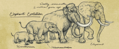 Vì sự ảnh hưởng của con người, một số động vật thậm chí đã bắt đầu đảo ngược quá trình tiến hóa - Ảnh 11. Vì sự ảnh hưởng của con người, một số động vật thậm chí đã bắt đầu đảo ngược quá trình tiến hóa - Ảnh 11.