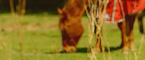 Vì sự ảnh hưởng của con người, một số động vật thậm chí đã bắt đầu đảo ngược quá trình tiến hóa - Ảnh 13. Vì sự ảnh hưởng của con người, một số động vật thậm chí đã bắt đầu đảo ngược quá trình tiến hóa - Ảnh 13.