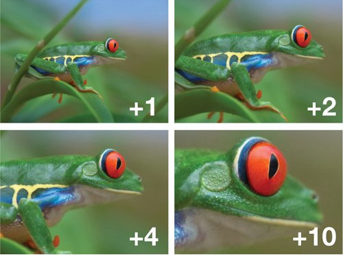 Dùng thử filter chụp cận cảnh giá chỉ vài trăm nghìn đồng cho máy ảnh, sẽ ra sao nếu so với ống kính macro “xịn sò” giá tới 20 triệu? - Ảnh 3. Dùng thử filter chụp cận cảnh giá chỉ vài trăm nghìn đồng cho máy ảnh, sẽ ra sao nếu so với ống kính macro “xịn sò” giá tới 20 triệu? - Ảnh 3.