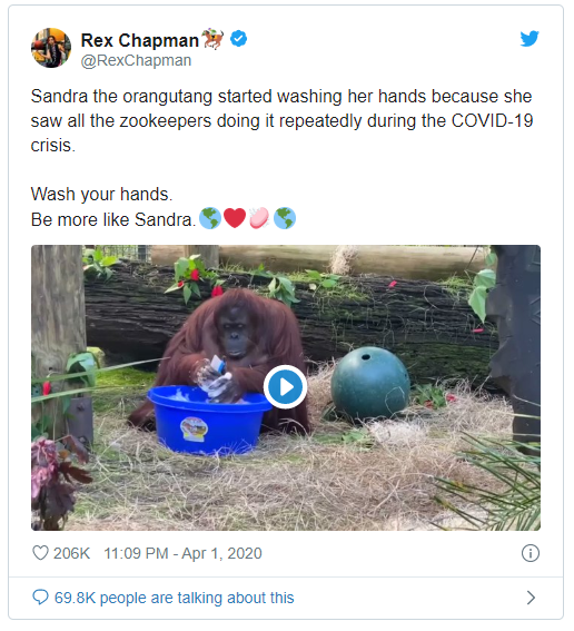 Sự thật đằng sau video đười ươi bắt chước con người rửa tay trong đại dịch COVID-19 - Ảnh 2.