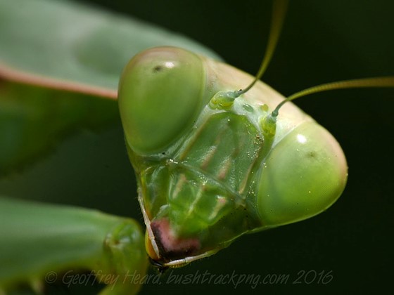 Dùng thử filter chụp cận cảnh giá chỉ vài trăm nghìn đồng cho máy ảnh, sẽ ra sao nếu so với ống kính macro “xịn sò” giá tới 20 triệu? - Ảnh 7. Dùng thử filter chụp cận cảnh giá chỉ vài trăm nghìn đồng cho máy ảnh, sẽ ra sao nếu so với ống kính macro “xịn sò” giá tới 20 triệu? - Ảnh 7.