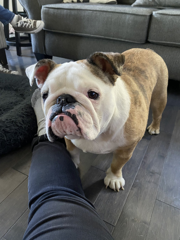 Chú chó nổi tiếng MXH sau khi xuất hiện với biểu cảm buồn rười rượi vì không được ra ngoài chơi do lệnh phong tỏa Covid-19 - Ảnh 5. Chú chó nổi tiếng MXH sau khi xuất hiện với biểu cảm buồn rười rượi vì không được ra ngoài chơi do lệnh phong tỏa Covid-19 - Ảnh 5.