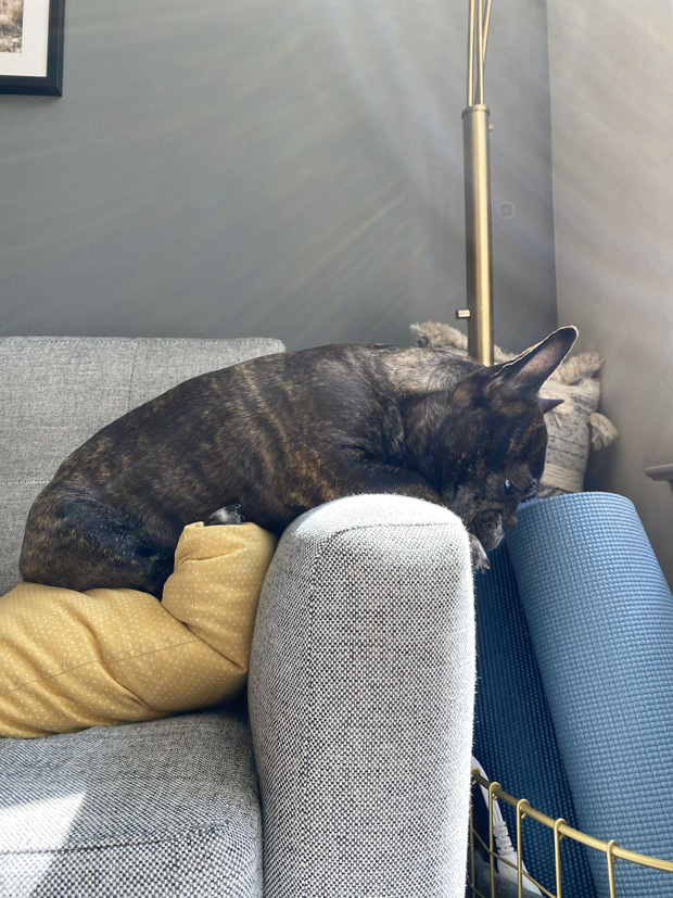 Chú chó nổi tiếng MXH sau khi xuất hiện với biểu cảm buồn rười rượi vì không được ra ngoài chơi do lệnh phong tỏa Covid-19 - Ảnh 6. Chú chó nổi tiếng MXH sau khi xuất hiện với biểu cảm buồn rười rượi vì không được ra ngoài chơi do lệnh phong tỏa Covid-19 - Ảnh 6.