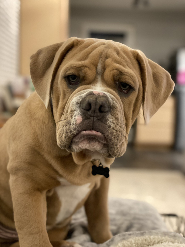 Chú chó nổi tiếng MXH sau khi xuất hiện với biểu cảm buồn rười rượi vì không được ra ngoài chơi do lệnh phong tỏa Covid-19 - Ảnh 7. Chú chó nổi tiếng MXH sau khi xuất hiện với biểu cảm buồn rười rượi vì không được ra ngoài chơi do lệnh phong tỏa Covid-19 - Ảnh 7.