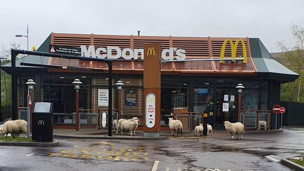 Nh&igrave;n những bức ảnh n&agrave;y, bạn sẽ kh&ocirc;ng tin Tr&aacute;i Đất lại hồi sinh mạnh mẽ trong l&uacute;c dịch bệnh Covid-19 như vậy: Điều kỳ diệu hiếm hoi!  - Ảnh 10.