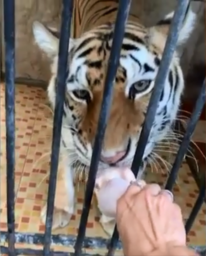 L&eacute;n v&agrave;o sở th&uacute; vắng người ở Th&aacute;i Lan trong dịch Covid-19, Youtuber gốc Việt bị bắt nhưng mục đ&iacute;ch thật sự được nhiều người ủng hộ - Ảnh 3.