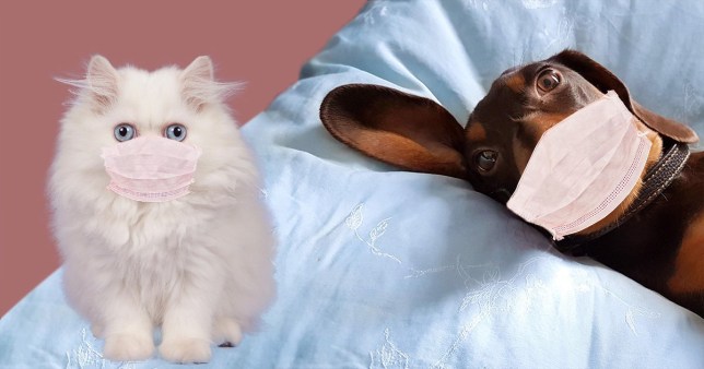 Nghi&ecirc;n cứu: SARS-CoV-2 c&oacute; thể l&acirc;y nhiễm tr&ecirc;n m&egrave;o, c&aacute;c vật nu&ocirc;i kh&aacute;c như ch&oacute;, lợn, g&agrave; v&agrave; vịt kh&ocirc;ng bị nhiễm bệnh - Ảnh 3.