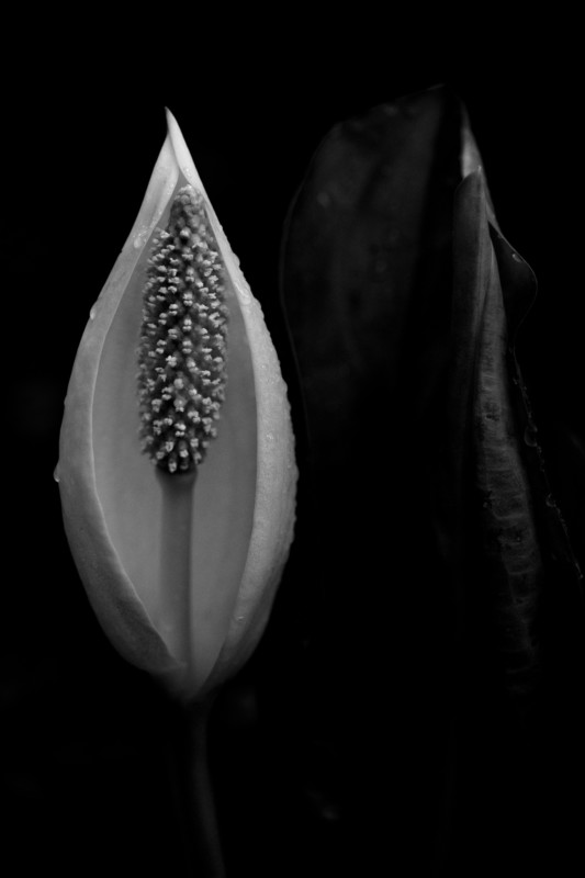 T&igrave;m cảm hứng nhiếp ảnh trong giới hạn của bốn bức tường - Ảnh 8.