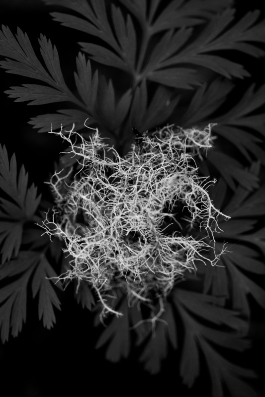 T&igrave;m cảm hứng nhiếp ảnh trong giới hạn của bốn bức tường - Ảnh 10.