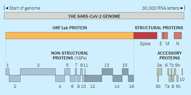 Chi tiết bộ gen SARS-CoV-2: Những t&ecirc;n khủng bố chiếm dụng tế b&agrave;o phổi người - Ảnh 5.