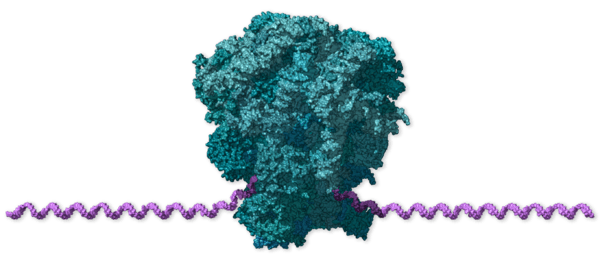 Chi tiết bộ gen SARS-CoV-2: Những t&ecirc;n khủng bố chiếm dụng tế b&agrave;o phổi người - Ảnh 4.