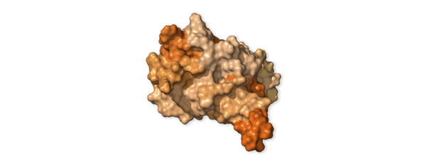 Chi tiết bộ gen SARS-CoV-2: Những t&ecirc;n khủng bố chiếm dụng tế b&agrave;o phổi người - Ảnh 6.