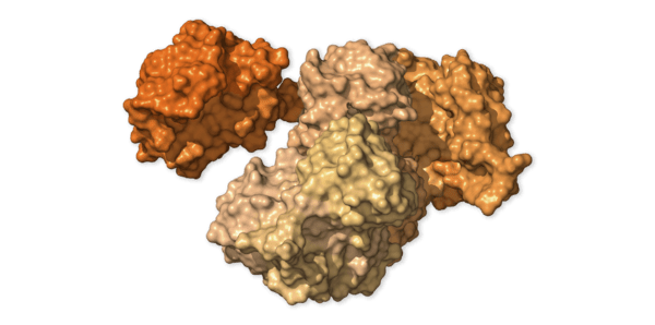 Chi tiết bộ gen SARS-CoV-2: Những t&ecirc;n khủng bố chiếm dụng tế b&agrave;o phổi người - Ảnh 8.