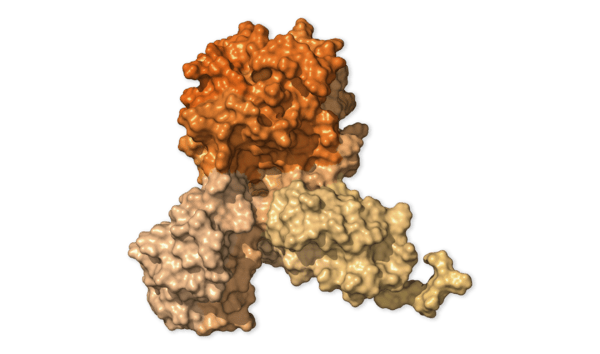 Chi tiết bộ gen SARS-CoV-2: Những t&ecirc;n khủng bố chiếm dụng tế b&agrave;o phổi người - Ảnh 12.