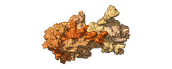 Chi tiết bộ gen SARS-CoV-2: Những t&ecirc;n khủng bố chiếm dụng tế b&agrave;o phổi người - Ảnh 14.