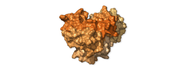 Chi tiết bộ gen SARS-CoV-2: Những t&ecirc;n khủng bố chiếm dụng tế b&agrave;o phổi người - Ảnh 16.