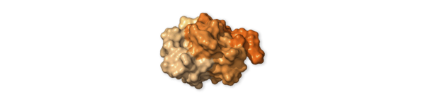 Chi tiết bộ gen SARS-CoV-2: Những t&ecirc;n khủng bố chiếm dụng tế b&agrave;o phổi người - Ảnh 18.