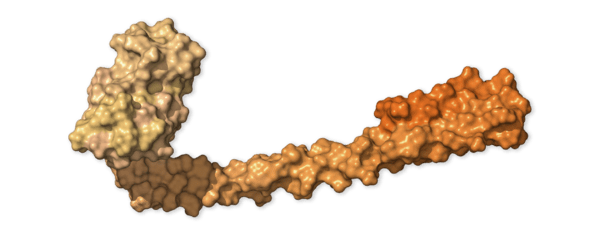 Chi tiết bộ gen SARS-CoV-2: Những t&ecirc;n khủng bố chiếm dụng tế b&agrave;o phổi người - Ảnh 19.