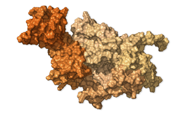 Chi tiết bộ gen SARS-CoV-2: Những t&ecirc;n khủng bố chiếm dụng tế b&agrave;o phổi người - Ảnh 25.