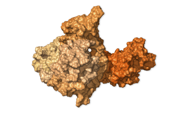 Chi tiết bộ gen SARS-CoV-2: Những t&ecirc;n khủng bố chiếm dụng tế b&agrave;o phổi người - Ảnh 28.