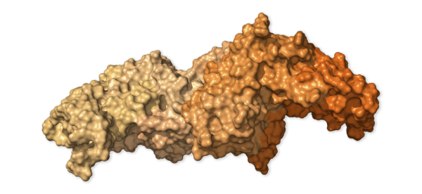 Chi tiết bộ gen SARS-CoV-2: Những t&ecirc;n khủng bố chiếm dụng tế b&agrave;o phổi người - Ảnh 30.
