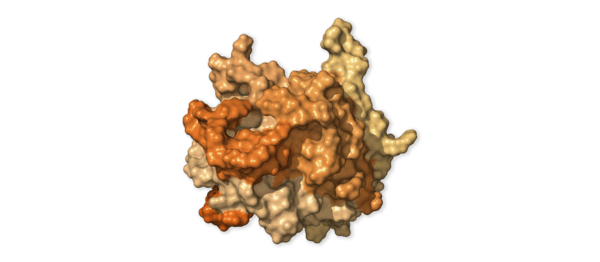 Chi tiết bộ gen SARS-CoV-2: Những t&ecirc;n khủng bố chiếm dụng tế b&agrave;o phổi người - Ảnh 34.