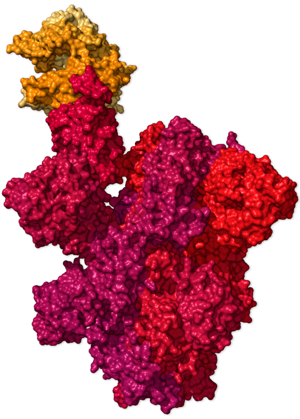 Chi tiết bộ gen SARS-CoV-2: Những t&ecirc;n khủng bố chiếm dụng tế b&agrave;o phổi người - Ảnh 38.