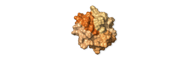 Chi tiết bộ gen SARS-CoV-2: Những t&ecirc;n khủng bố chiếm dụng tế b&agrave;o phổi người - Ảnh 42.