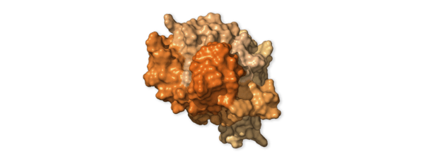 Chi tiết bộ gen SARS-CoV-2: Những t&ecirc;n khủng bố chiếm dụng tế b&agrave;o phổi người - Ảnh 44.