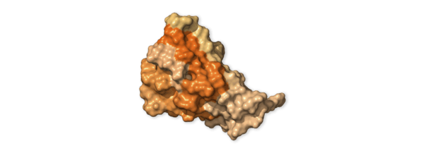 Chi tiết bộ gen SARS-CoV-2: Những t&ecirc;n khủng bố chiếm dụng tế b&agrave;o phổi người - Ảnh 48.