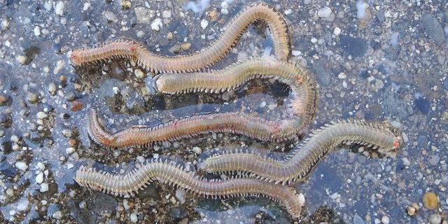 Tại sao một số sinh vật trở thành hóa thạch sống? - Ảnh 1. Tại sao một số sinh vật trở thành hóa thạch sống? - Ảnh 1.