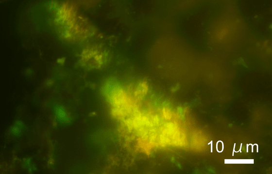 10 tỷ vi sinh vật sống tr&ecirc;n mỗi cm khối trong đ&aacute; dưới đ&aacute;y biển: Ph&aacute;t hiện khiến khả năng c&oacute; sự sống tr&ecirc;n Sao Hỏa tăng vọt - Ảnh 3.