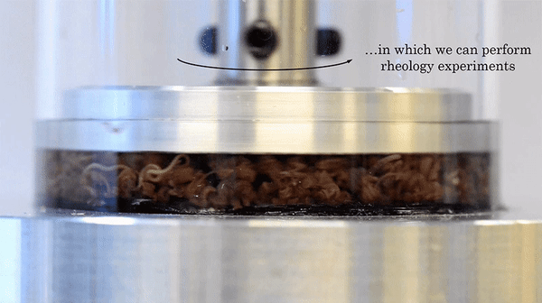 Tại sao c&aacute;c nh&agrave; khoa học lại chuốc rượu lo&agrave;i giun rồi bắt ch&uacute;ng quay tr&ograve;n tr&ograve;n như thế n&agrave;y? - Ảnh 1.