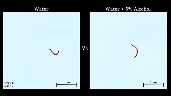 Tại sao c&aacute;c nh&agrave; khoa học lại chuốc rượu lo&agrave;i giun rồi bắt ch&uacute;ng quay tr&ograve;n tr&ograve;n như thế n&agrave;y? - Ảnh 2.