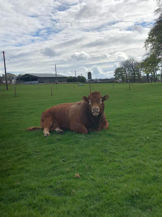 Ch&uacute; b&ograve; g&atilde;i m&ocirc;ng đổ cả cột điện khiến 800 hộ d&acirc;n ch&igrave;m nghỉm trong b&oacute;ng tối - Ảnh 2.