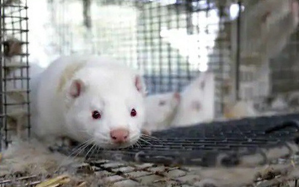  H&agrave; Lan: Ph&aacute;t hiện nh&acirc;n vi&ecirc;n trang trại l&acirc;y COVID-19 từ chồn  - Ảnh 1.