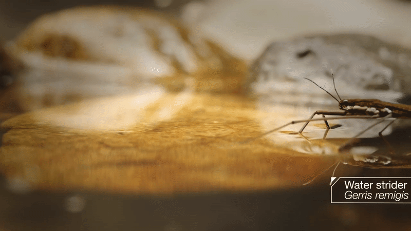 Đọc cuối tuần: Những b&iacute; ẩn của lo&agrave;i nhện nước viễn dương - sinh vật đến thần th&aacute;nh cũng kh&ocirc;ng thể nhấn ch&igrave;m - Ảnh 1.