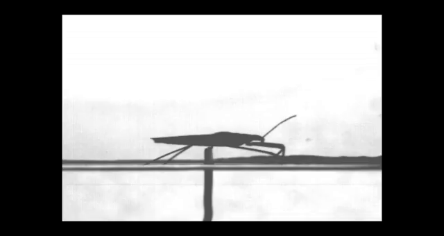 Đọc cuối tuần: Những b&iacute; ẩn của lo&agrave;i nhện nước viễn dương - sinh vật đến thần th&aacute;nh cũng kh&ocirc;ng thể nhấn ch&igrave;m - Ảnh 10.