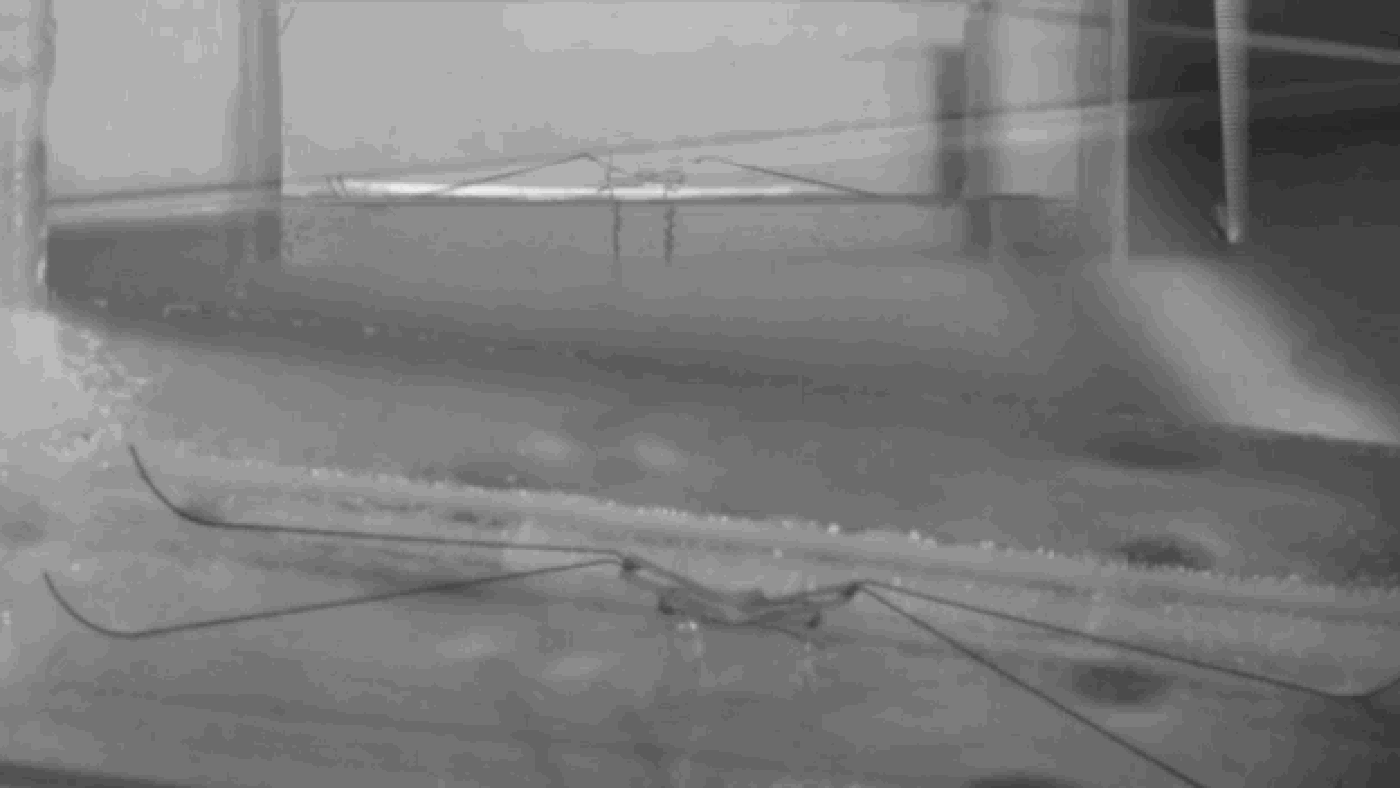 Đọc cuối tuần: Những b&iacute; ẩn của lo&agrave;i nhện nước viễn dương - sinh vật đến thần th&aacute;nh cũng kh&ocirc;ng thể nhấn ch&igrave;m - Ảnh 12.