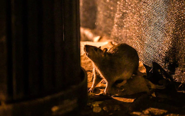  Thảm họa mới ở New York: Chuột ăn thịt đồng loại v&igrave; qu&aacute; đ&oacute;i, cả &ocirc; t&ocirc; cũng trở th&agrave;nh mồi nhắm  - Ảnh 1.