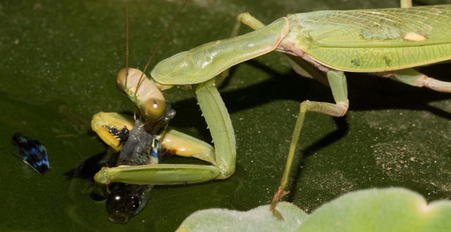 Diệt gọn con mồi chỉ trong 60 mili gi&acirc;y: H&igrave;nh ảnh quay chậm cho thấy bọ ngựa thực sự l&agrave; cao thủ v&otilde; học trong thế giới động vật - Ảnh 2.