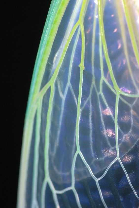 Tại sao đôi cánh mỏng manh của ve sầu lại là cơn ác mộng đối với mọi loài vi khuẩn? - Ảnh 2. Tại sao đôi cánh mỏng manh của ve sầu lại là cơn ác mộng đối với mọi loài vi khuẩn? - Ảnh 2.