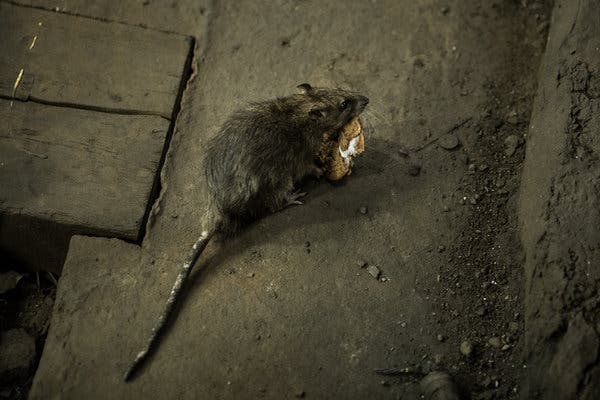 Chuột th&agrave;nh thị ở Mỹ đang phải ăn thịt đồng loại v&igrave; c&aacute;c nh&agrave; h&agrave;ng đ&oacute;ng cửa giữa đại dịch COVID-19 - Ảnh 1.