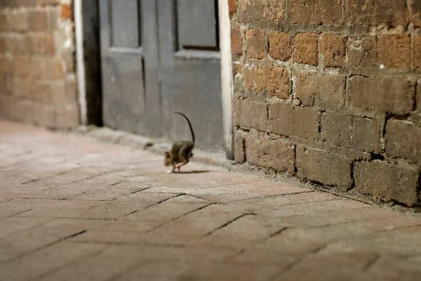Chuột th&agrave;nh thị ở Mỹ đang phải ăn thịt đồng loại v&igrave; c&aacute;c nh&agrave; h&agrave;ng đ&oacute;ng cửa giữa đại dịch COVID-19 - Ảnh 3.