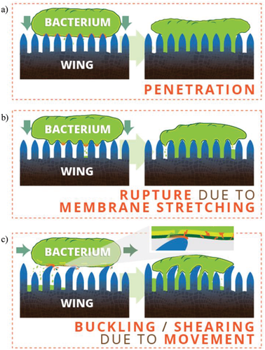 Tại sao đ&ocirc;i c&aacute;nh mỏng manh của ve sầu lại l&agrave; cơn &aacute;c mộng đối với mọi lo&agrave;i vi khuẩn? - Ảnh 6.