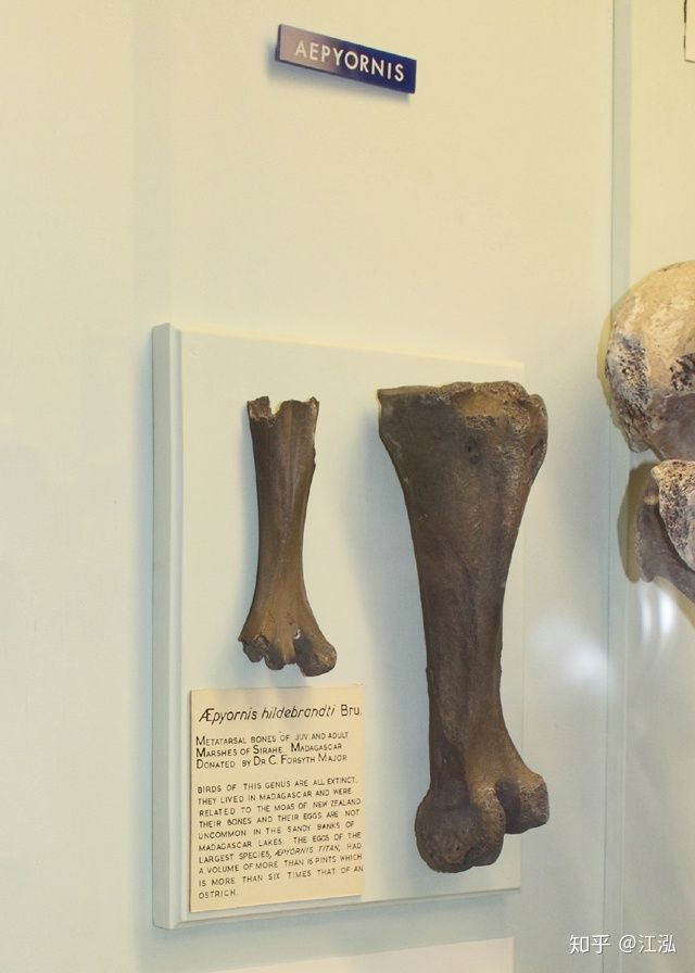 Madagascar phát hiện ra loài chim khổng lồ đầu tiên trong lịch sử có độ cao lên tới 3 mét - Ảnh 2. Madagascar phát hiện ra loài chim khổng lồ đầu tiên trong lịch sử có độ cao lên tới 3 mét - Ảnh 2.